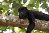 Mantled Howler Monkey_8830.jpg