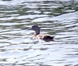 African Black Duck_7500.jpg
