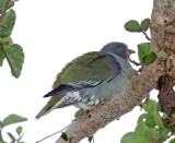 African Green Pigeon_1255.jpg