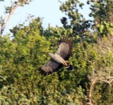 African Harrier-Hawk_2436.jpg