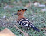 Eurasian Hoopoe_9234.jpg