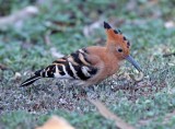 Eurasian Hoopoe_9238.jpg