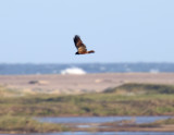 African Marsh Harrier_5201.jpg