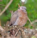 Mourning Collared Dove_2787.jpg