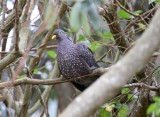 African Olive Pigeon_5697.jpg