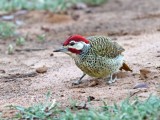 Bennetts Woodpecker - male_9725.jpg