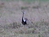 Black-bellied Bustard_8777.jpg
