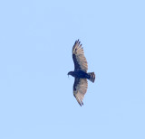 Brown Snake Eagle_3075.jpg