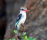 Brown-hooded Kingfisher_0069.jpg