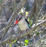 Brown-hooded Kingfisher_3065.jpg