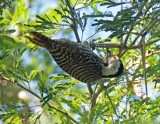 Cardinal Woodpecker - female_3632.jpg