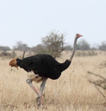 Common Ostrich - male_3956.jpg