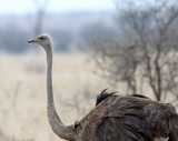 Common Ostrich - female_3969.jpg