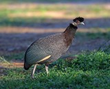Southern Crested Guineafowl_3864.jpg