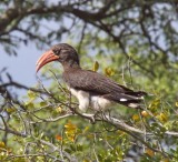 Crowned Hornbill_8462.jpg