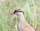Crowned Lapwing_7742.jpg