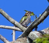 Diederic Cuckoo - female_4561.jpg
