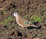 Emerald-Spotted Wood Dove_9947.jpg