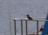 Giant Kingfisher - male_0208.jpg