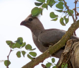 Gray Go-away-bird_9034.jpg