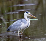 Grey Heron_1819.jpg
