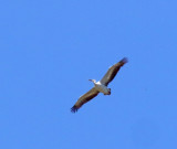 Great White Pelican_1686.jpg
