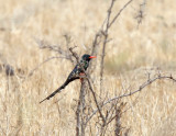 Green Wood Hoopoe_4484.jpg