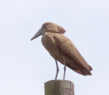 Hamerkop_0159.jpg