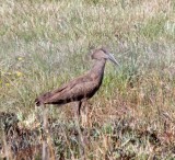 Hamerkop_6873.jpg