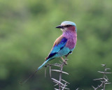 Lilac-breasted Roller_7687.jpg