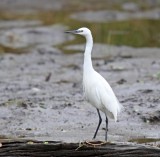 Little Egret_1113.jpg