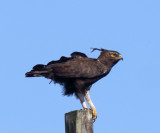 Long-crested Eagle_5341.jpg