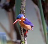 Malachite Kingfisher_7608.jpg