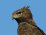 Martial Eagle_7421.jpg