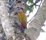Olive Woodpecker - male_5449.jpg
