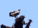 Palm-nut Vulture_1714.jpg