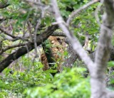 Pels Fishing Owl_5808.jpg