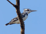 Pied Kingfisher - female_2013.jpg