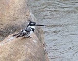 Pied Kingfisher_1430.jpg