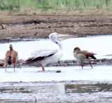 Pink-backed Pelican_8275.jpg