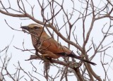 Purple Roller_3369.jpg