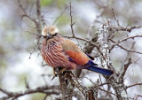 Purple Roller_5032.jpg