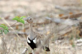 Red-crested Korhaan_2155.jpg