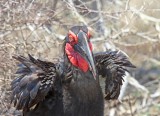 Southern Ground Hornbill - male_0127.jpg