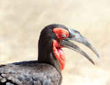 Southern Ground Hornbill - male_0607.jpg