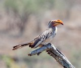 Southern Yellow-billed Hornbill_0020.jpg