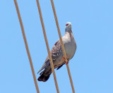 Speckled Pigeon_7448.jpg