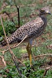 Spotted Thick-knee_8143.jpg