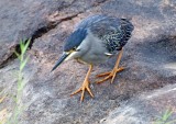 Little Heron_1331.jpg