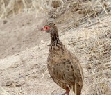 Swainsons Spurfowl_1398.jpg